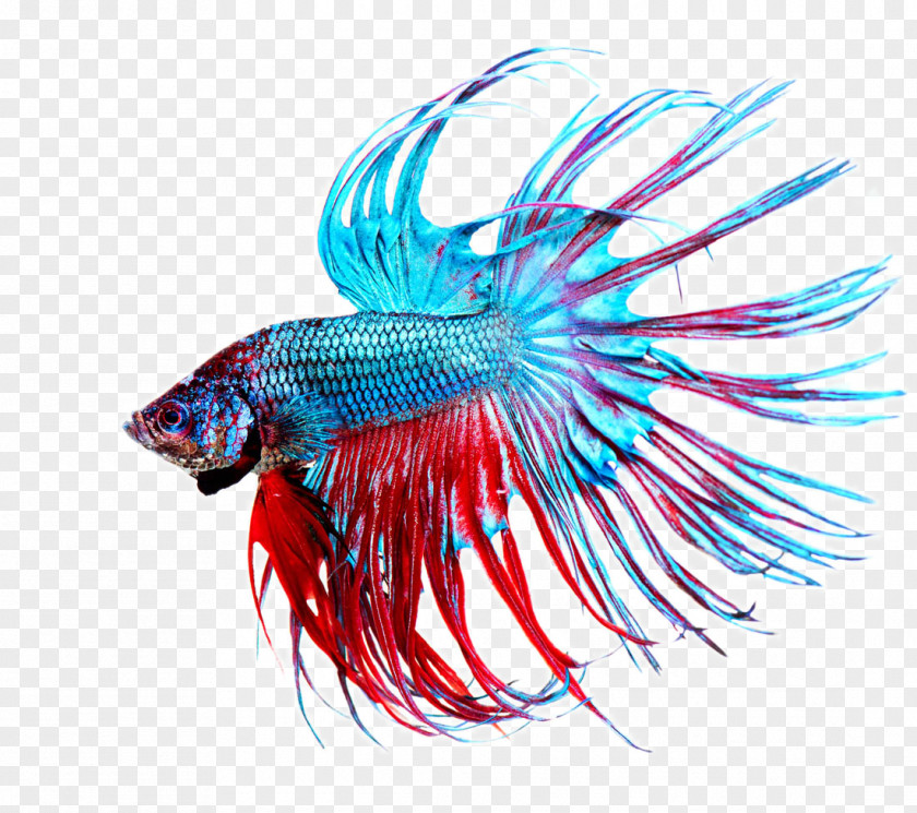 Beautiful Tropical Fish Siamese Fighting Stock Photography Aquarium PNG