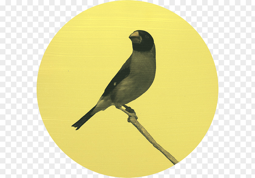 Bird Yellow Finches Beak Fauna PNG