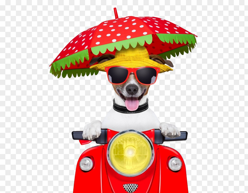 Dog Car Jack Russell Terrier Puppy Scooter Motorcycle Stock Photography PNG