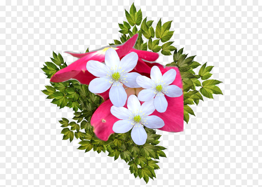 Floral Design Photography Picture Frames PNG