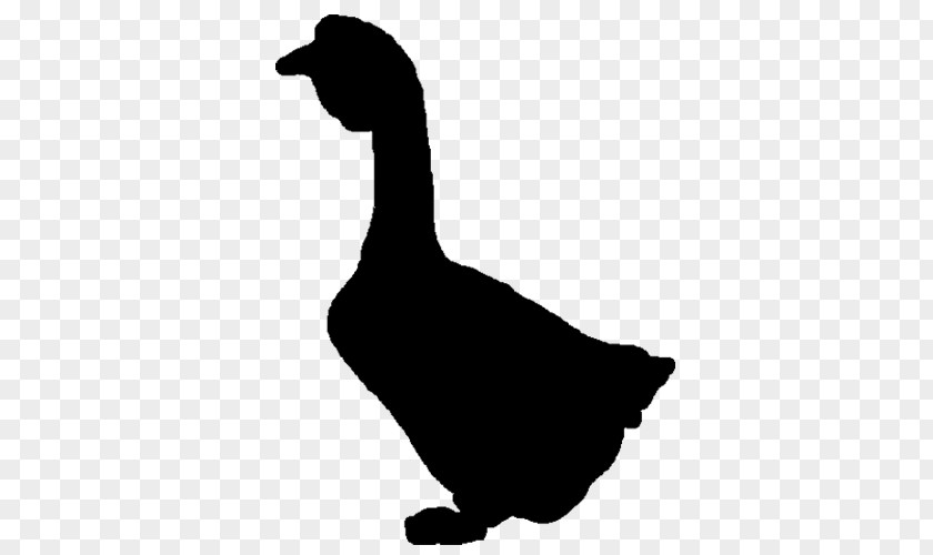 Goose Duck Water Bird Anatidae PNG