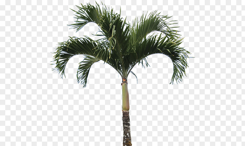 High Quality Real Palm Tree Caryota Mitis Arecaceae Plant Washingtonia PNG