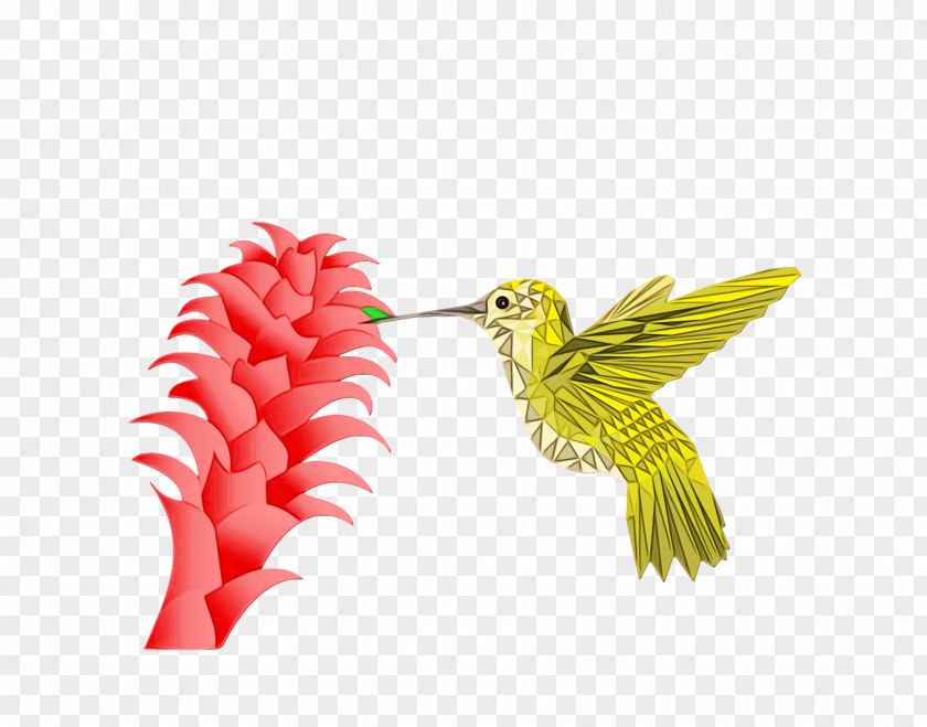 Hummingbirds Insect Cell Membrane Beak Biology PNG