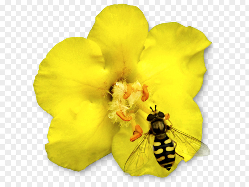 Insect Honey Bee Beneficial Insects Animal PNG