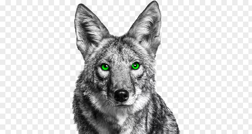 Jackal PNG Jackal, coyote clipart PNG