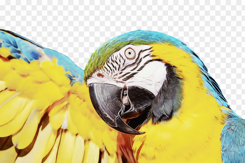 Parrot Bird Macaw Parakeet Beak PNG