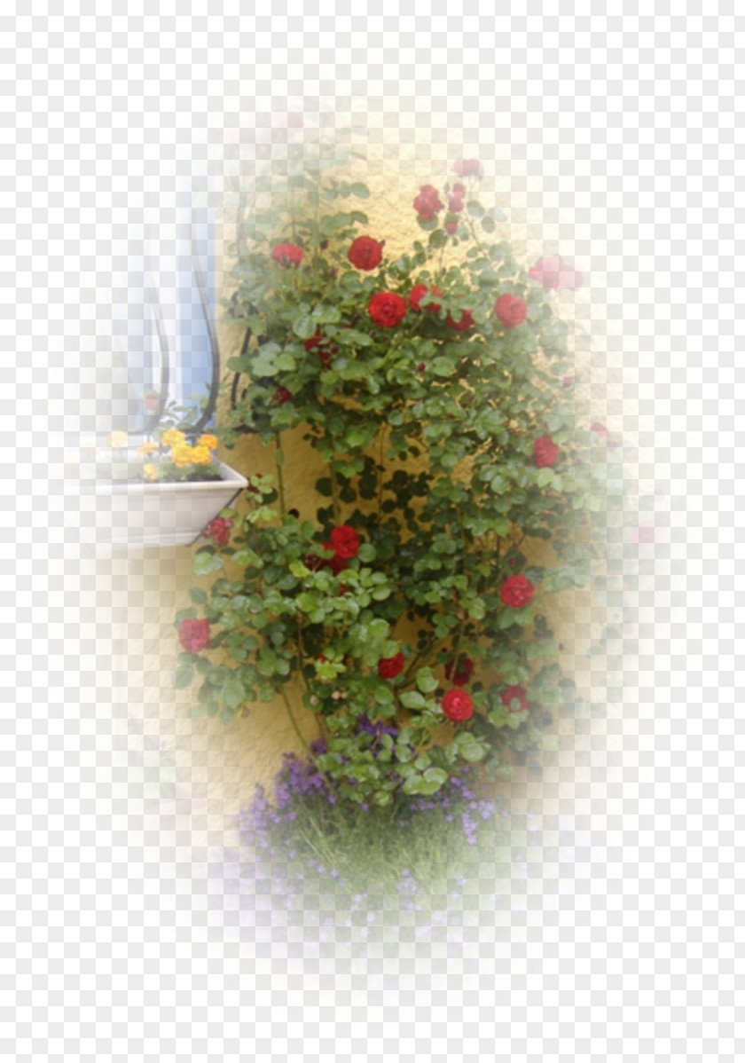 Rose Floral Design Desktop Wallpaper Family Petal PNG