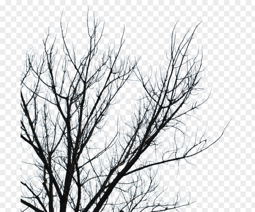 Tree Branch Black And White PNG