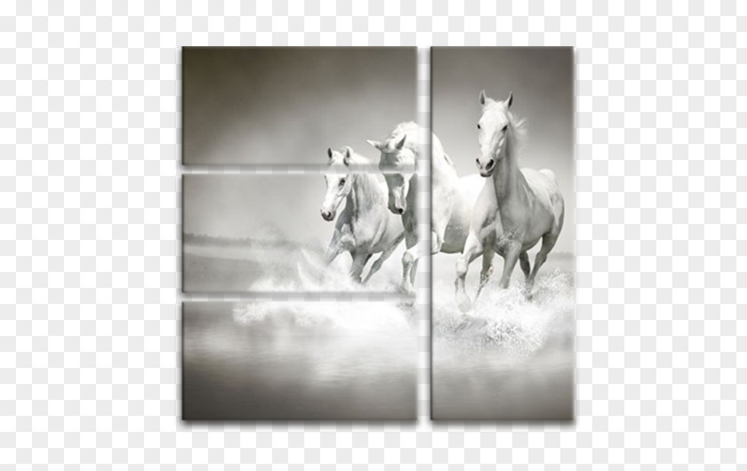 Arabian Horse Wall Decal Paper Decorative Arts Wallpaper PNG