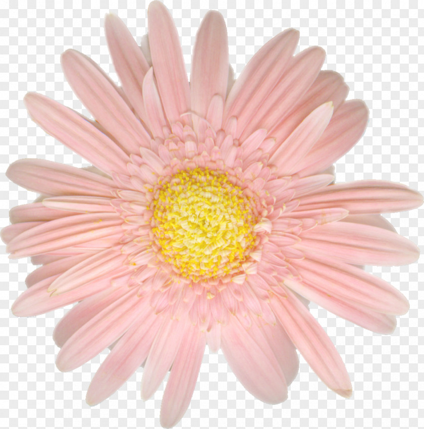 Camomile Gerbera Jamesonii Daisy Family Cut Flowers Clip Art PNG