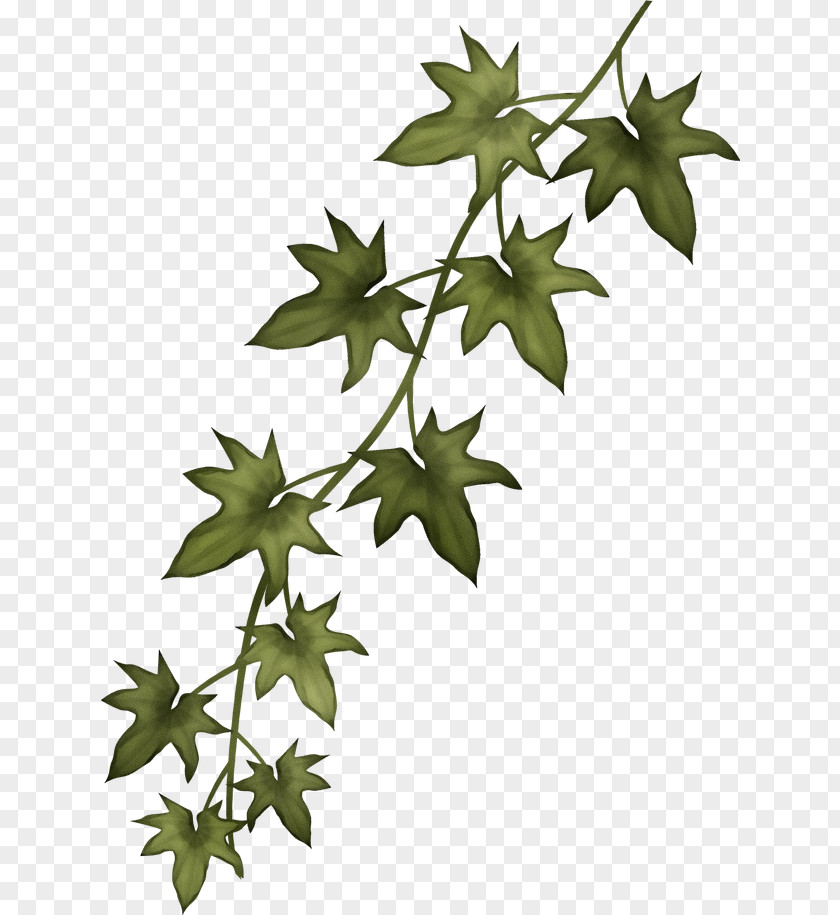 Ivy Family Woody Plant Tree Silhouette PNG