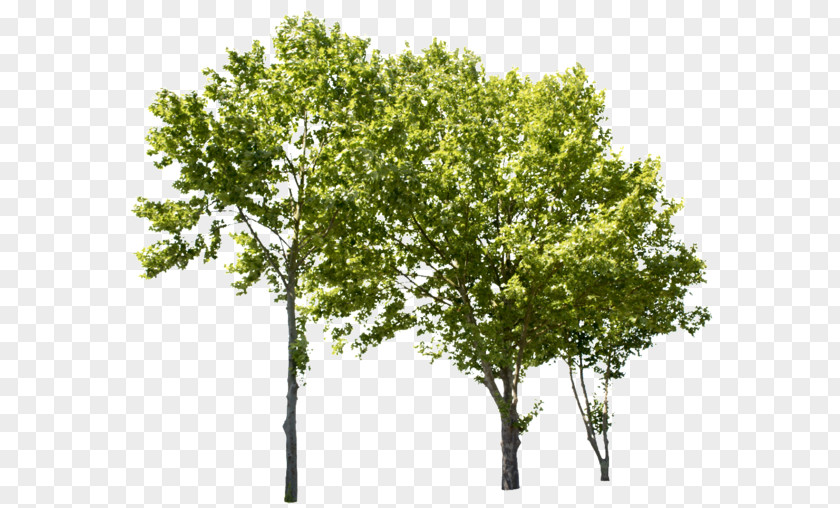 Tree Populus Nigra Birch American Sycamore PNG nigra sycamore, tree clipart PNG