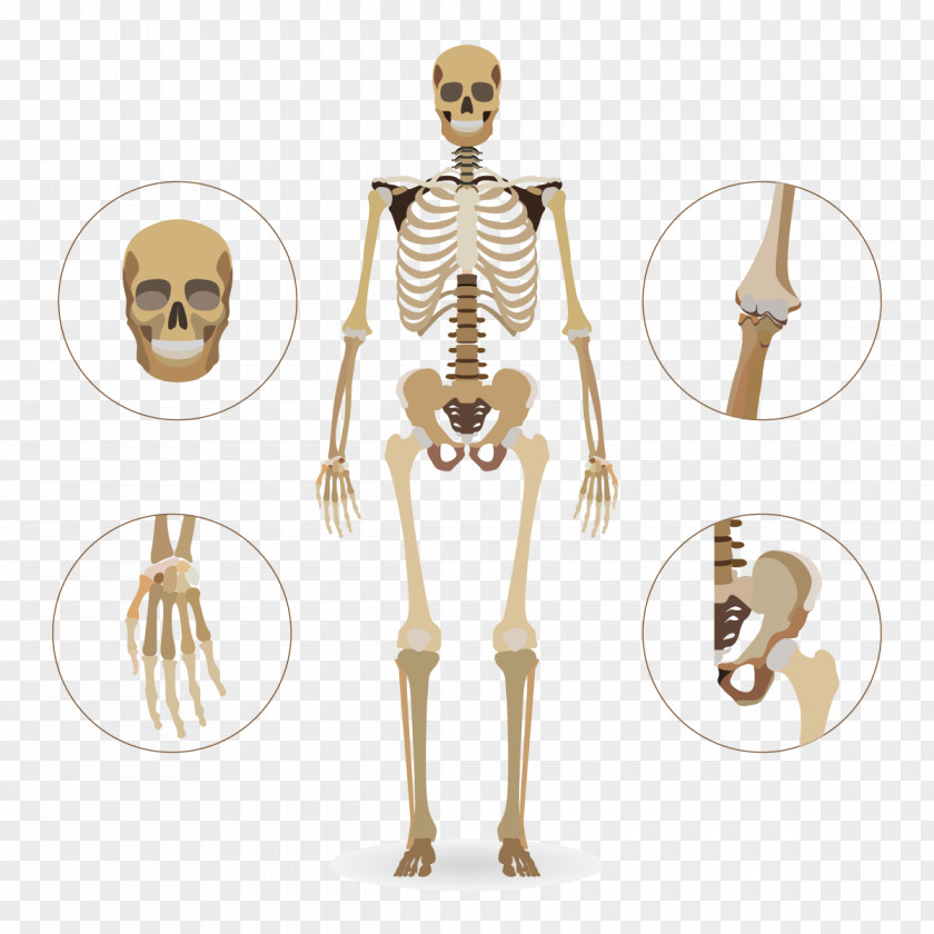 Vector Skull Skeleton Human Euclidean Body PNG