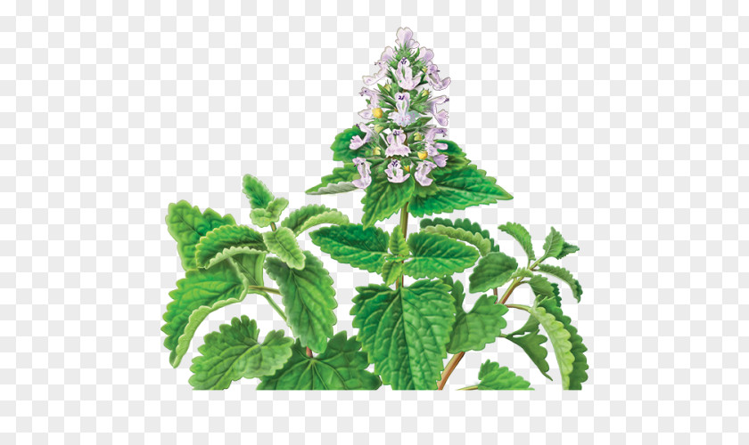 Cat Catnip Herbal Tea PNG