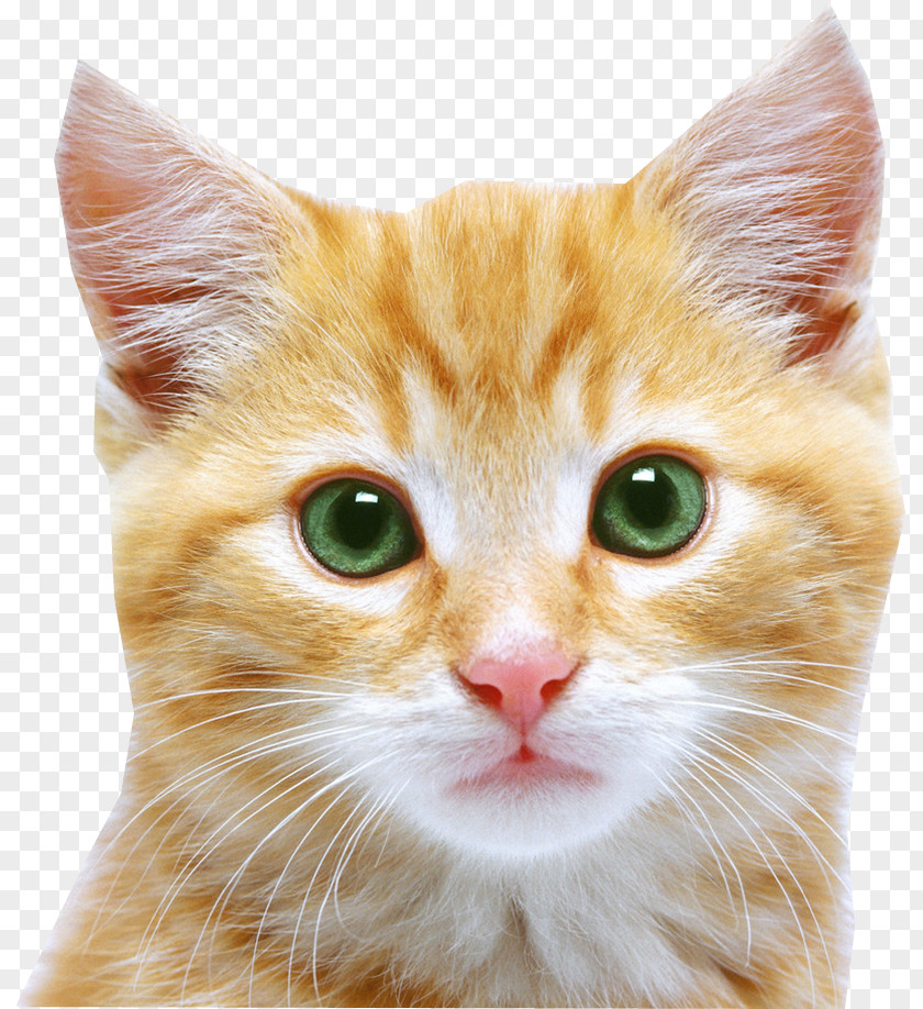 Cat Face Kitten Feral Puppy PNG
