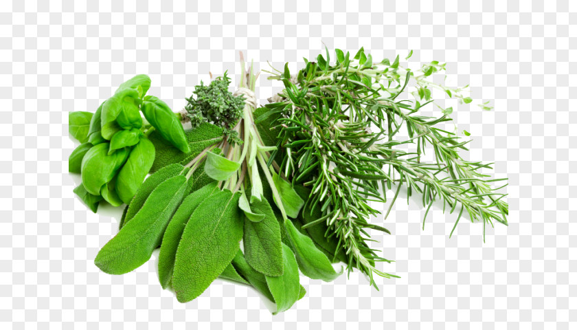 Herbal Fines Herbes Plant Flower Leaf Herb Curry Tree PNG
