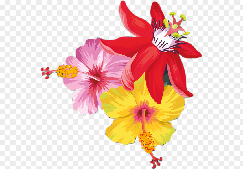 Sale Summer Rosemallows Cut Flowers Petal Annual Plant Herbaceous PNG