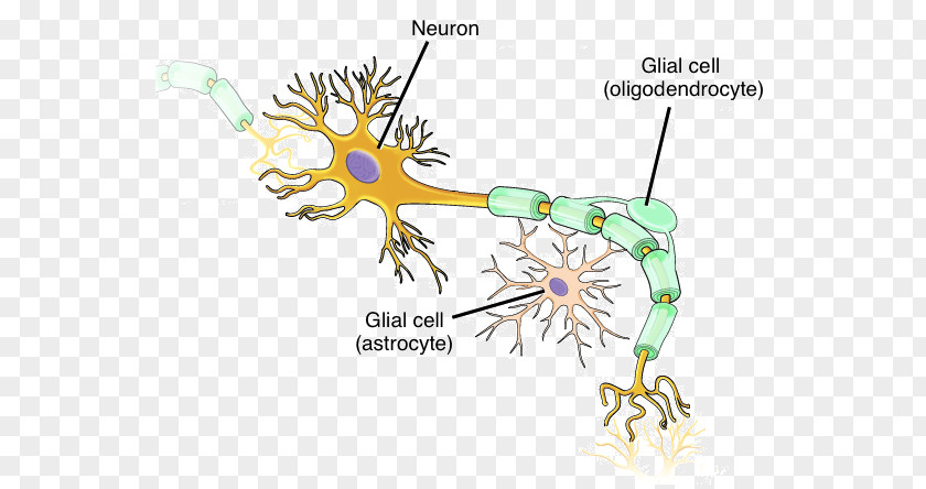 Tissue Trash Neuron Nervous System Cell Neuroglia PNG
