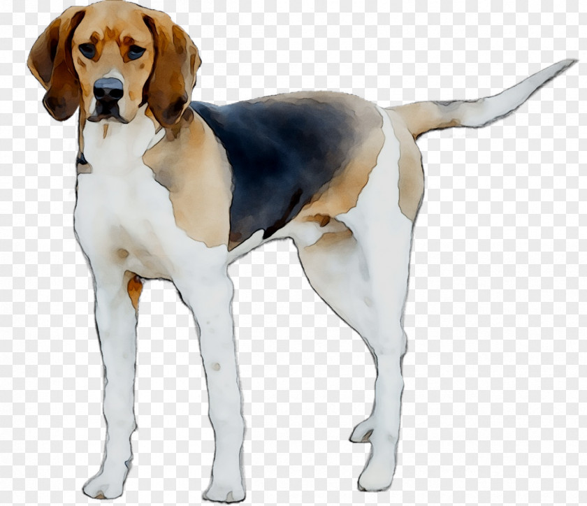 Beagle-Harrier English Foxhound American PNG