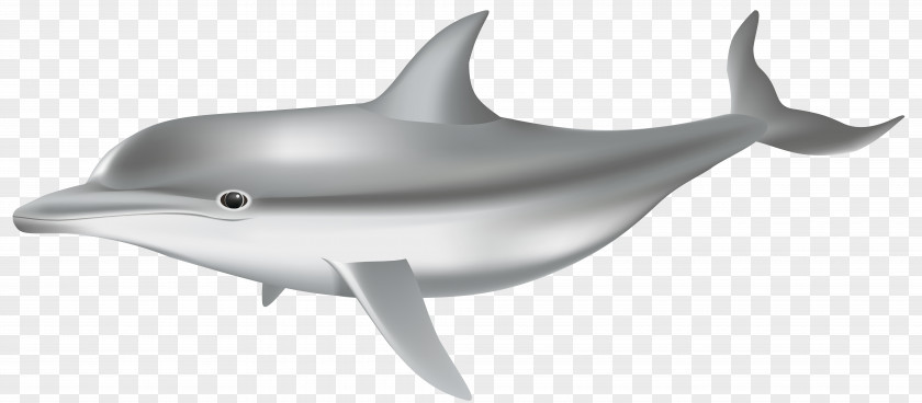 Dolphin Common Bottlenose Tucuxi Porpoise Shark Short-beaked PNG