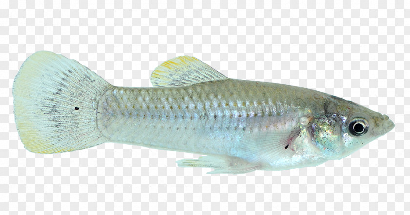 Fish Tilapia Guppy Bony Fishes Perch PNG