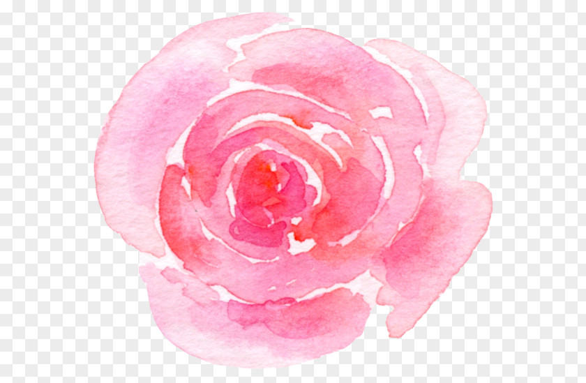 Flyboy Naturals Rose Petals Garden Roses Cabbage Floribunda Skin Care PNG