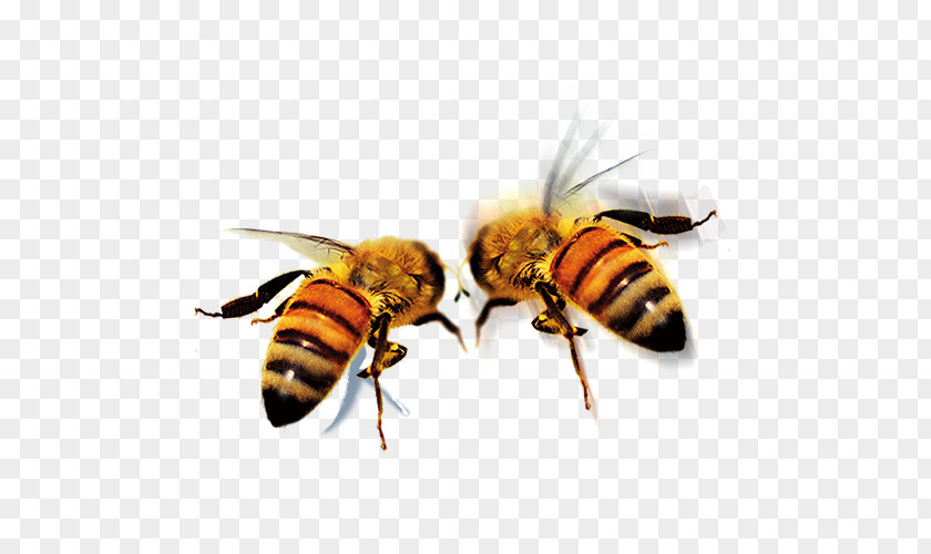 HD Bee Apidae Queen Icon PNG