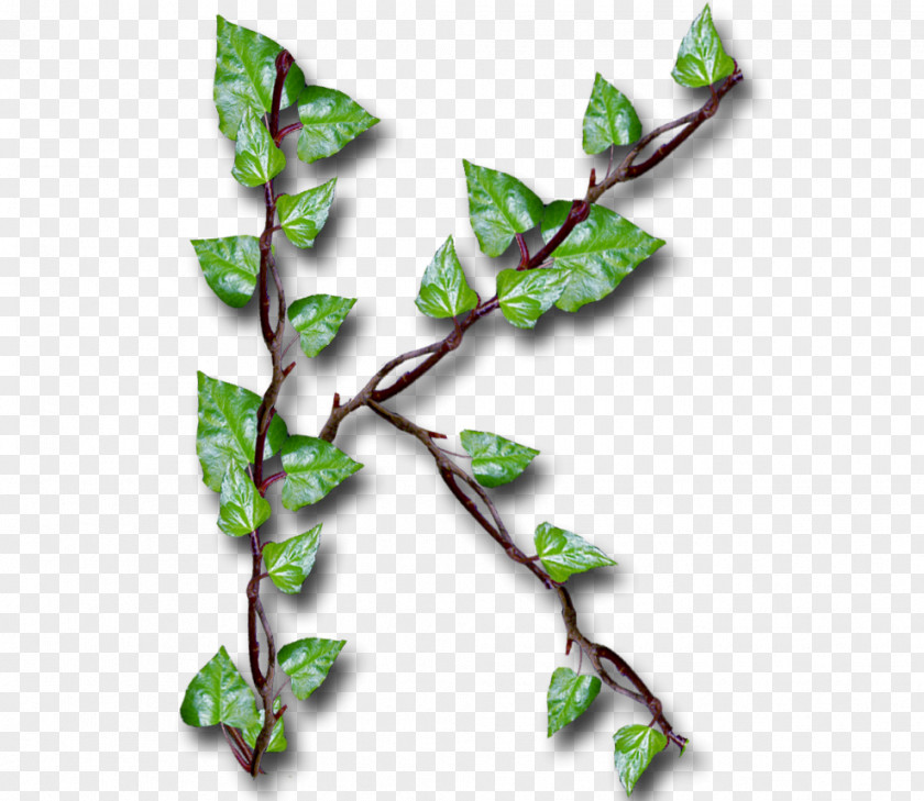 Leaf Twig YouTube Alphabet Inc. Common Ivy PNG