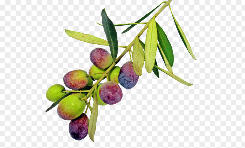 Olive Oil Leaf PNG