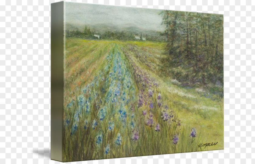 Painting Watercolor Meadow Ecosystem PNG
