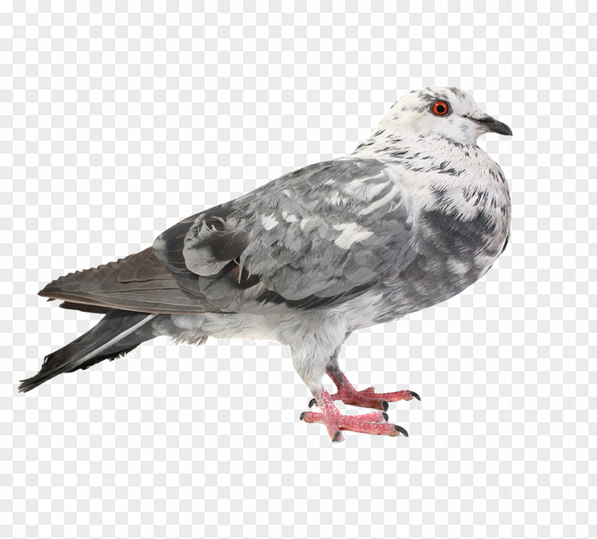 Pigeon Pictures Chicken Bird Columbidae PNG
