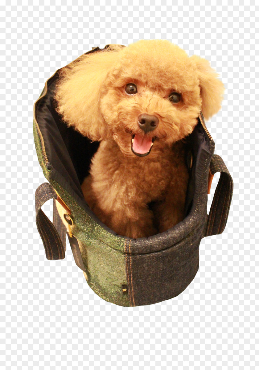 Puppy Miniature Poodle Dog Breed Companion PNG