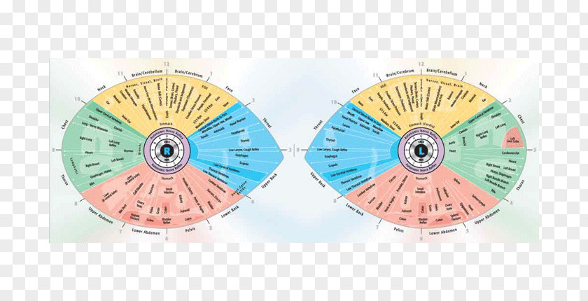 Eye Chart Iridology Iris Sclera Reflexology PNG
