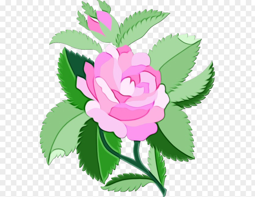 Garden Roses Cabbage Rose Floral Design Petal Clip Art PNG