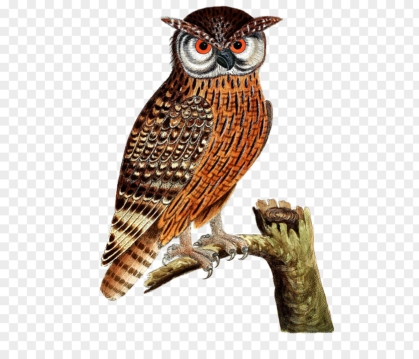 Owl Standing On A Tree Eurasian Eagle-owl Bird Of Prey Great Horned PNG