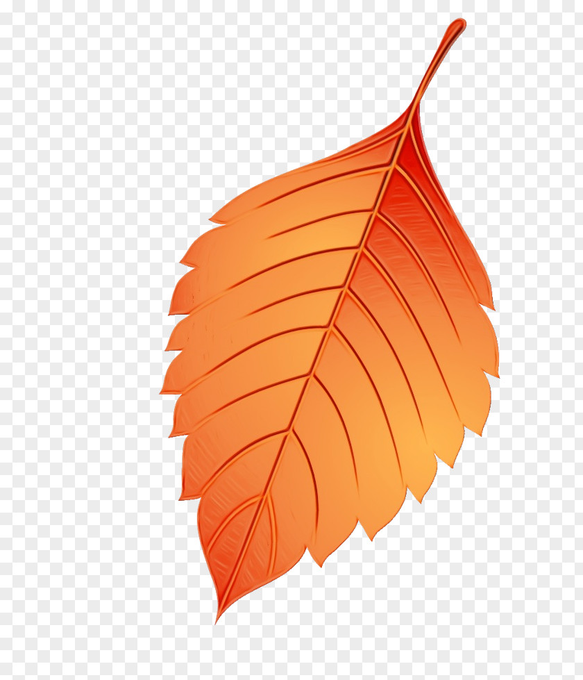 Tree Plant Orange PNG