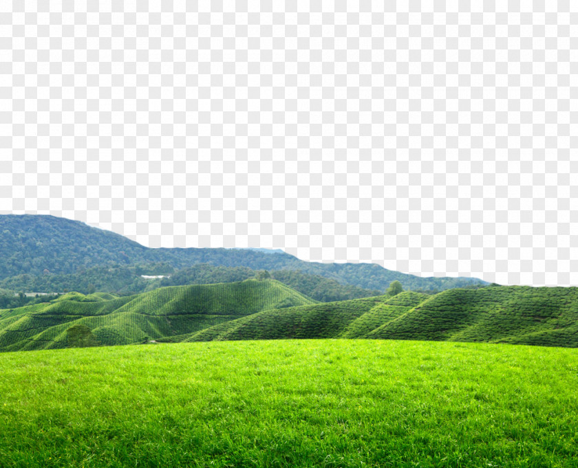 Alpine Side Of The Tea Field Download Photography Wallpaper PNG