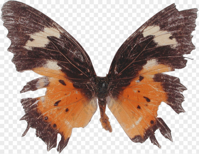 Butterfly Brush-footed Butterflies Moth Stinking Passionflower Cethosia Cyane PNG