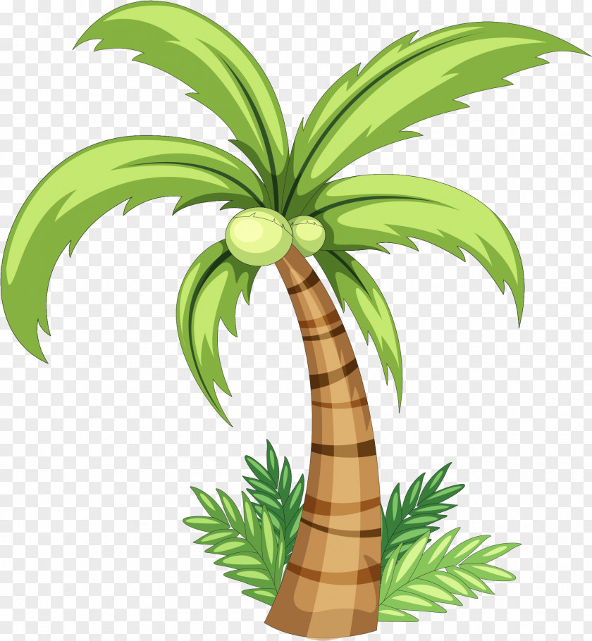 Date Palm Yucca Coconut Tree Drawing PNG