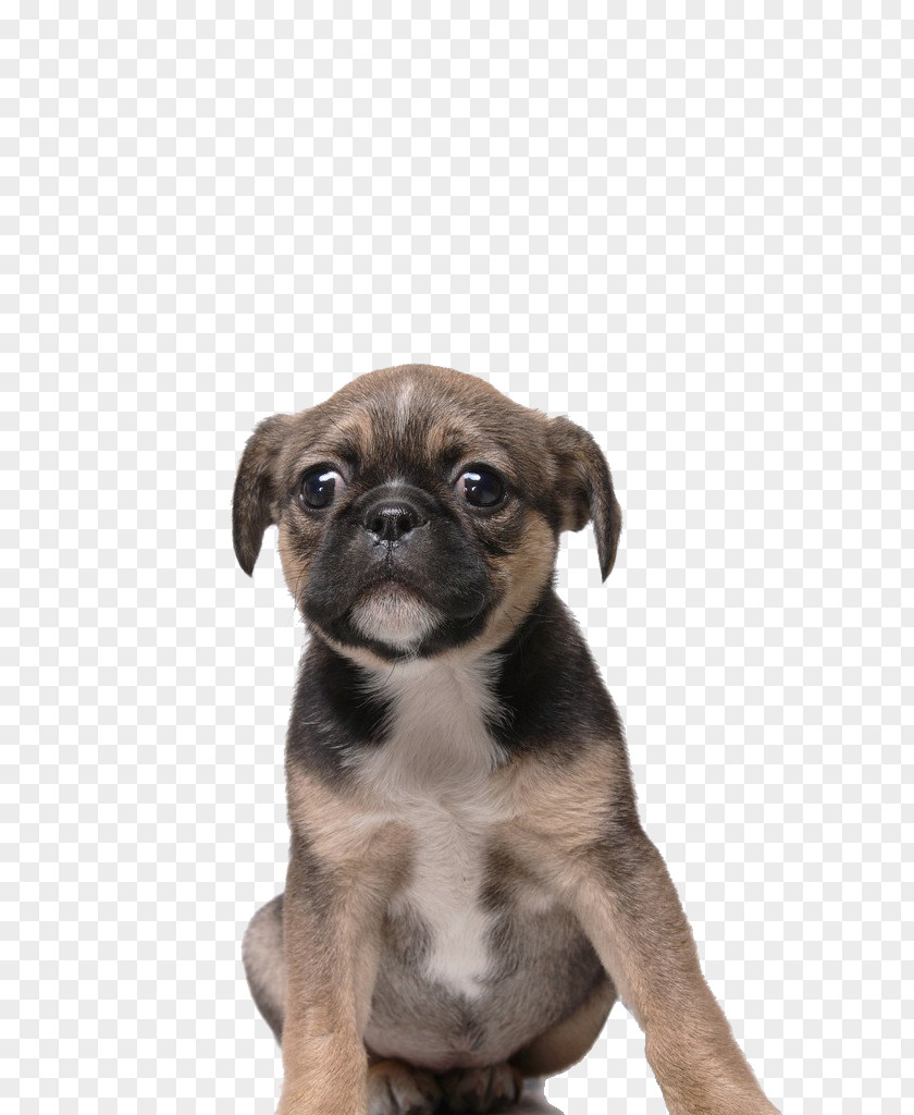 Dog,puppy,pet,animal Puggle Toy Bulldog Puppy Dog Breed PNG