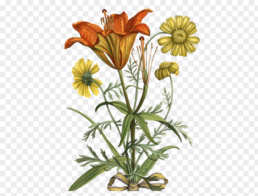 Flower Flora Botany Botanical Illustration Daffodil PNG