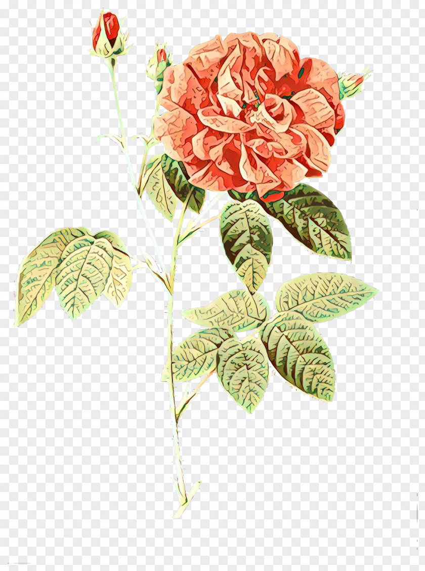 French Rose Damask Clip Art Stock Photography Illustration PNG
