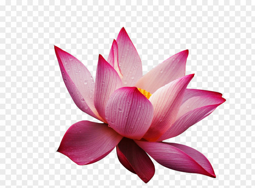 Lotus Nelumbo Nucifera Pink Flower Wallpaper PNG