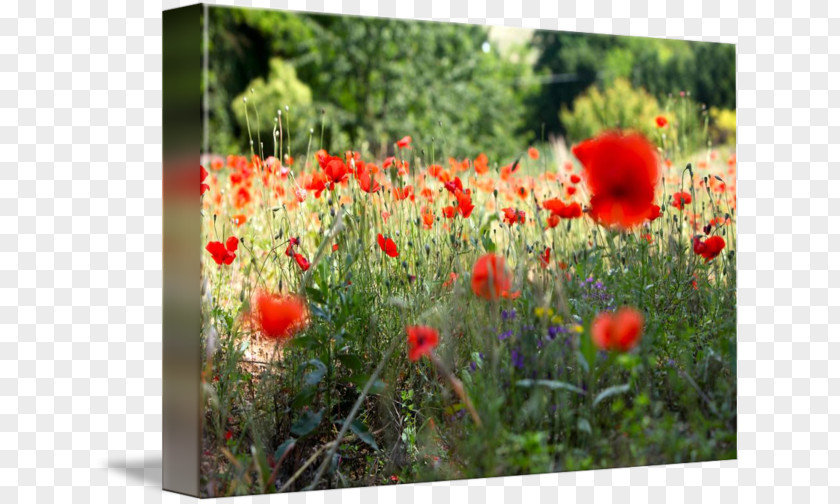 Poppies Drawing Common Poppy Meadow Vegetation Ecosystem PNG