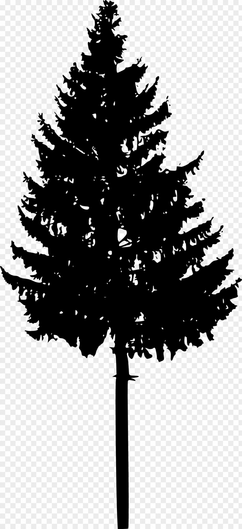 Silhouettes Tree Spruce Fir Conifers Silhouette PNG