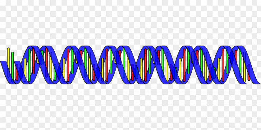 SRIRAM Nucleic Acid Double Helix DNA RNA Clip Art PNG