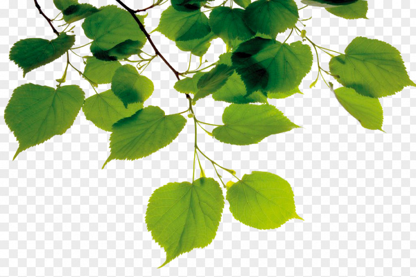 Bodhi Leaves Under The Sun American Linden Leaf Stock Photography Branch PNG