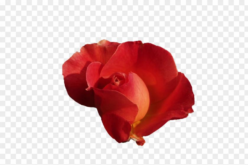 Cocoa Moth Orchids Cut Flowers RED.M PNG