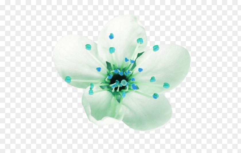 Flower Petal Blume PNG
