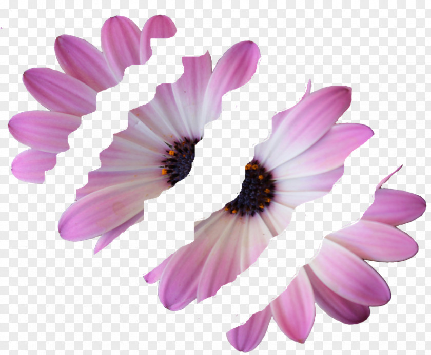 Flower Wall Common Daisy Family Violet Lilac Purple PNG